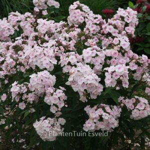 Phlox 'Monica Lynden-Bell (P)'