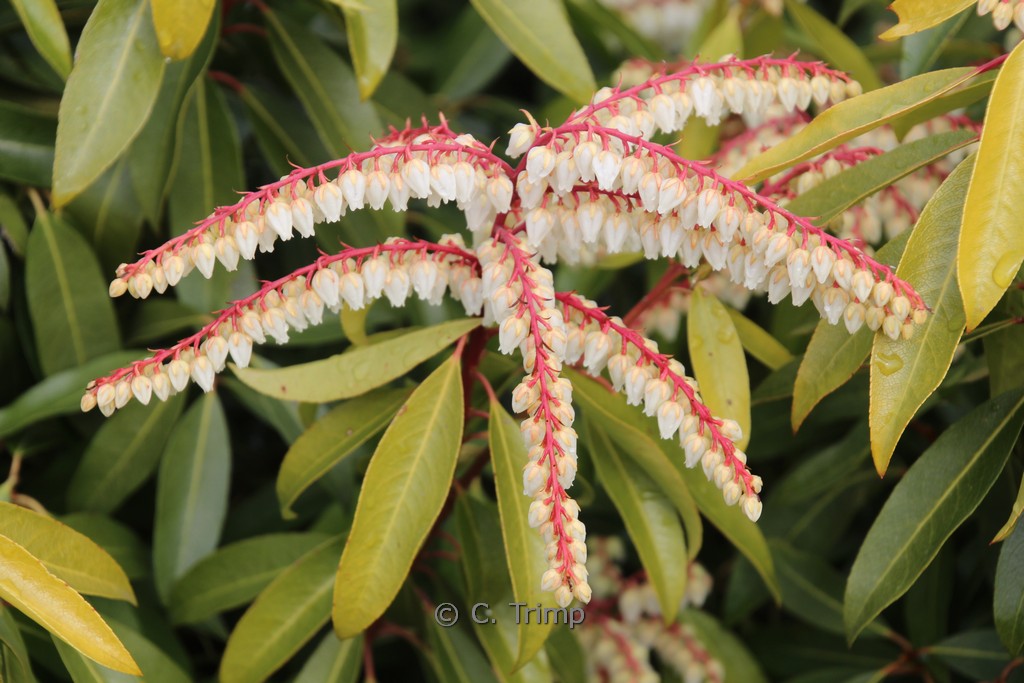 Pieris 'Brouwers Beauty'