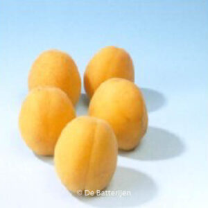 Prunus armeniaca 'Hongaarse'