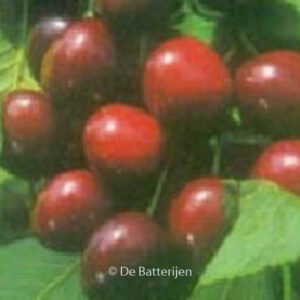 Prunus avium 'Bigarreau Burlat'