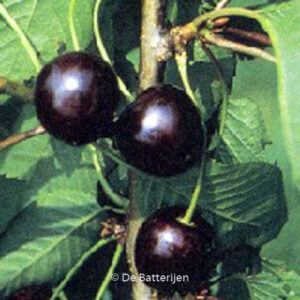 Prunus avium 'Karina'