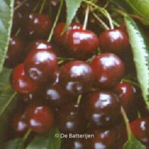 Prunus avium 'Varikse Zwarte'