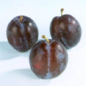 Prunus domestica 'The Czar'