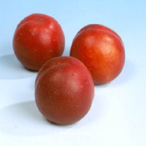 Prunus persica 'Mme. Blanchet'