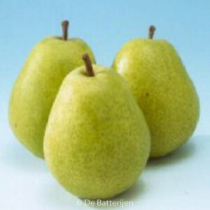 Pyrus communis 'Beurre Alexandre Lucas'