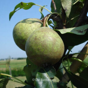 Pyrus communis 'Kleipeer'