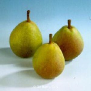 Pyrus communis 'Kruidenierspeer'