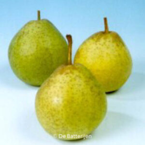 Pyrus communis 'Noordhollandse Suikerpeer'