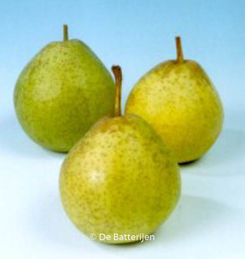 Pyrus communis 'Noordhollandse Suikerpeer'