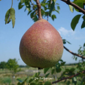 Pyrus communis 'Saint Remy'