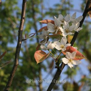 Pyrus 'Kosui' (Nashi-peer)