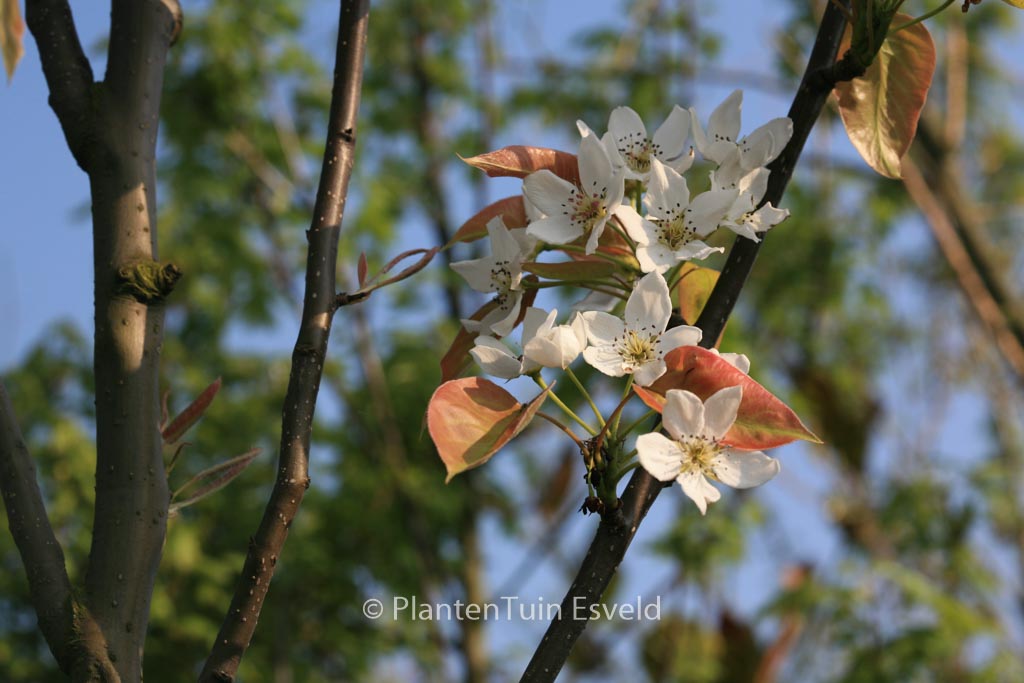 Pyrus 'Kosui' (Nashi-peer)