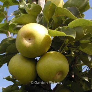 Pyrus pyrifolia 'Nijisseiki'