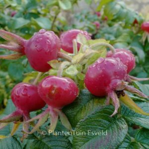 Rosa rugosa