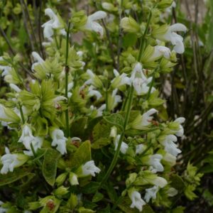 Salvia officinalis 'Albiflora'