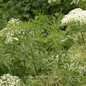 Sambucus nigra 'Laciniata'