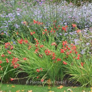 Schizostylis coccinea 'Major'