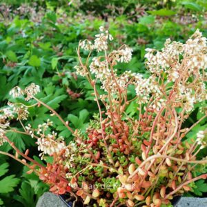 Sedum album 'Laconicum'