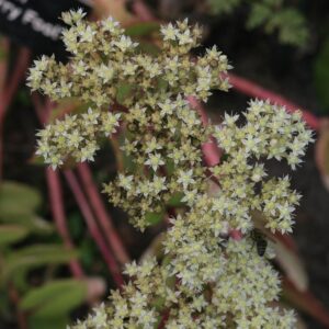 Sedum 'Gooseberry Fool'