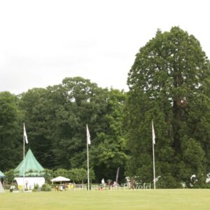 Sequoiadendron giganteum