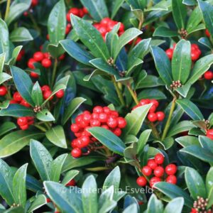 Skimmia japonica 'Nymans'
