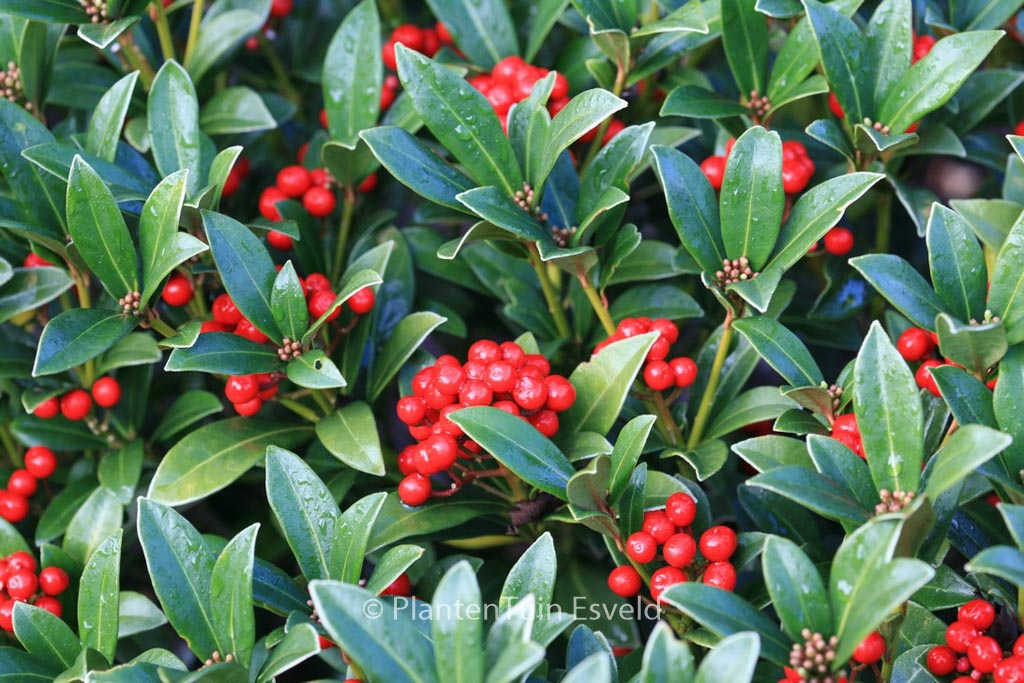 Skimmia japonica 'Nymans'
