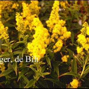 Solidago 'Praecox'