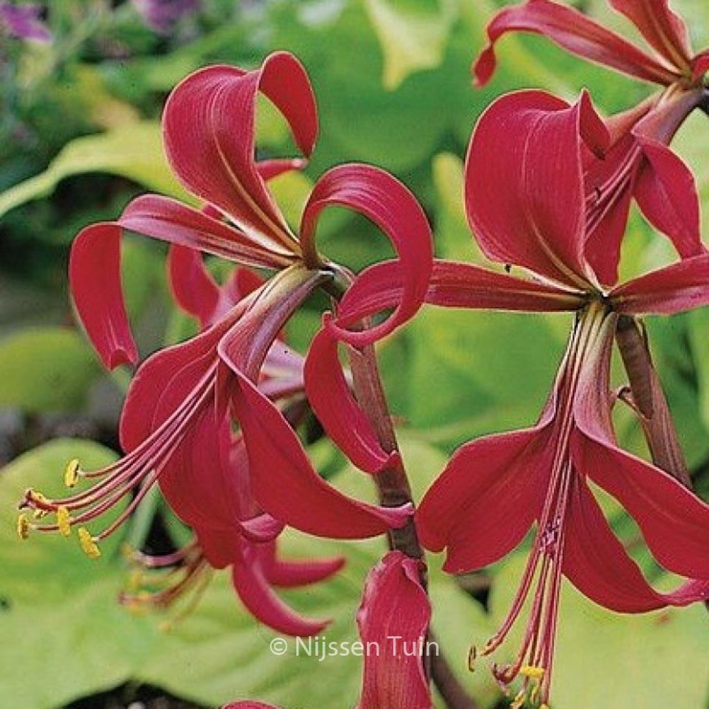 Sprekelia formosissima