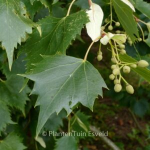 Tilia mongolica