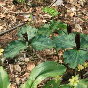 Trillium cuneatum