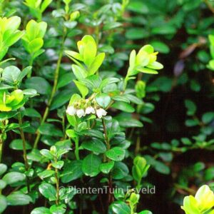 Vaccinium vitis-idaea 'Red Pearl'