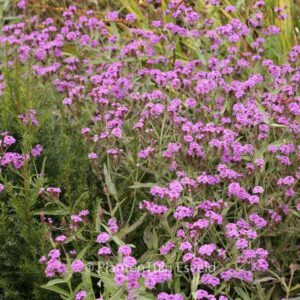 Verbena rigida