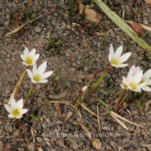 Zephyranthes candida