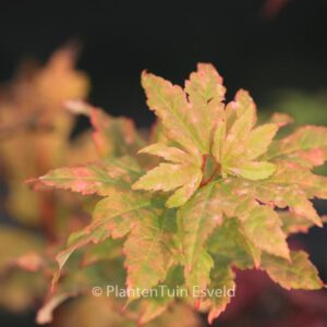 Acer circinatum 'Pacific Fire'