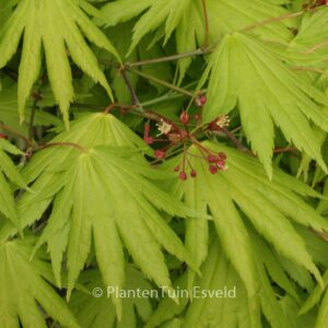 Acer japonicum 'Kalmthout'