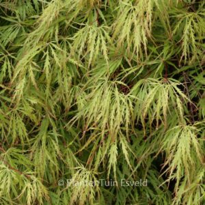 Acer palmatum 'Alloys'