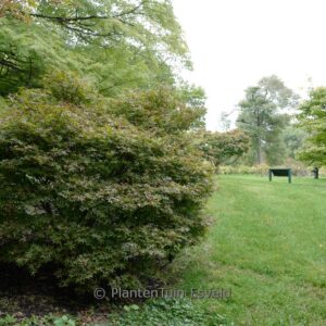 Acer palmatum 'Brandt's Dwarf'