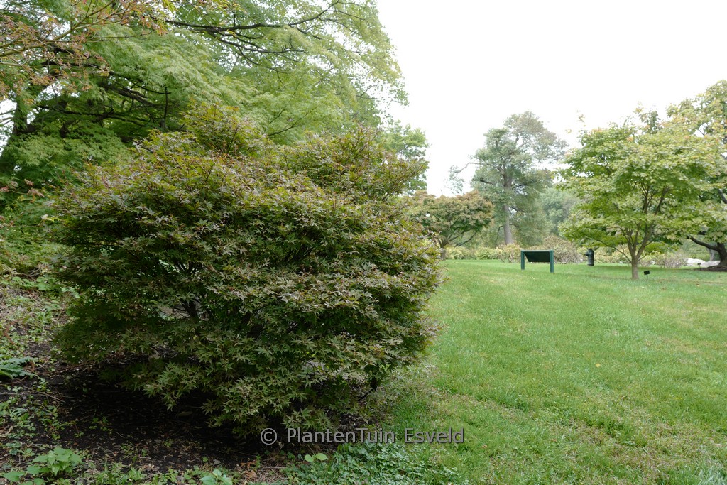 Acer palmatum 'Brandt's Dwarf'