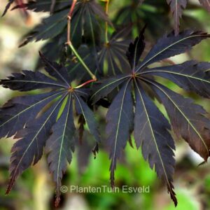 Acer palmatum 'Burgundy Lime'