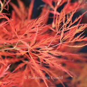 Acer palmatum 'Dragon's Fire'