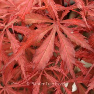 Acer palmatum 'Earthfire'