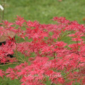 Acer palmatum 'Felice'