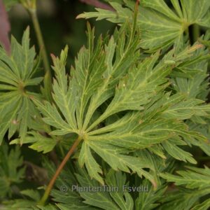 Acer palmatum 'Green Snowflake'