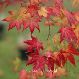 Acer palmatum 'Ide-no-sato'
