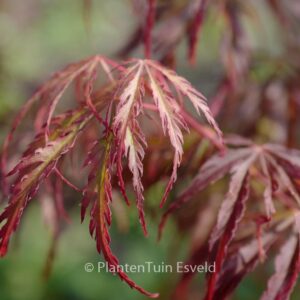 Acer palmatum 'Jeddeloh Orange'