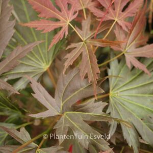 Acer palmatum 'Johin'