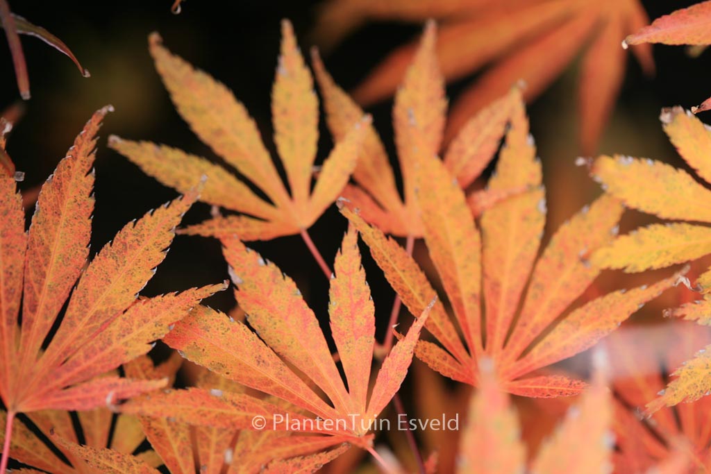 Acer palmatum 'Kaga-oh-beni'