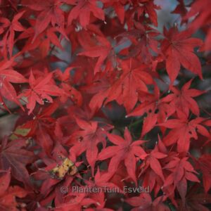 Acer palmatum 'Ō-Kagami'