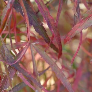 Acer palmatum 'Red Cloud'