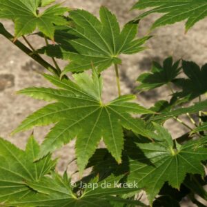 Acer palmatum 'Red Wing'